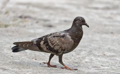 bird-walk-4.jpg