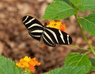 DSC_0746.jpg