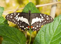 DSC_0778.jpg