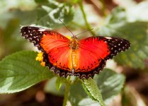 DSC_0787.jpg