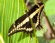 Swallow Tail.jpg