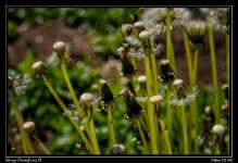 Day129Dandilions.jpg