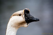 DSC_9093.jpg