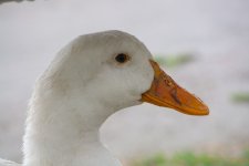 DSC_9097.jpg