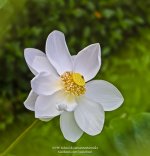 lotus-2.jpg