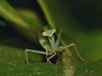 Mantis.jpg