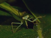 Mantis2.jpg