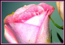 Mother's Day Rose 2.jpg