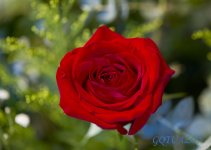 Mother's day 11May14 033.jpg