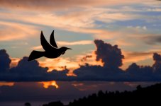 Tui against sunset.jpg