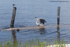 DSC_1927.jpg