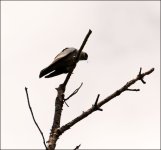 DSC_6027.jpg