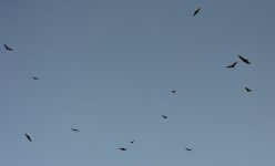11th May 2014 - 131 048.JPG
