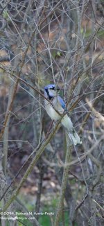 131 Bluejay-140511_01.jpg