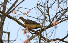 131 Dove-140511_01.jpg