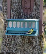 131 Goldfinch-140511-02_01.jpg