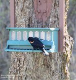 131 Red Winged Blackbird-140511-01_01.jpg