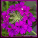 Greenhouse Flower.jpg