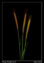Day130_Grasses.jpg