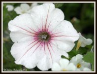 White Petunia.jpg