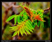 Day131Leaves.jpg
