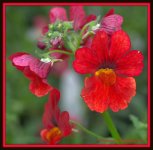 Red Flowers.jpg