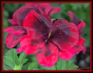 Red Geranium.jpg