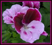 Purple Geranium.jpg