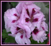 Light Purple Geranium.jpg