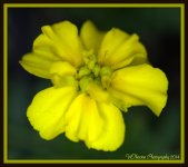 Marigold.jpg