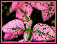 Pink Leaves.jpg