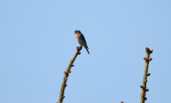 DSC_2983.jpg
