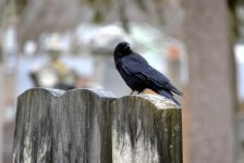 crow.jpg