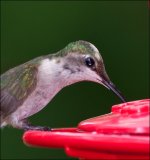 DSC_6098.jpg