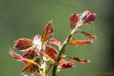 DSC_9130.jpg