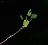 132 Tulip Maple-1405012_01.jpg