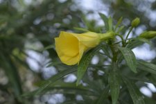 _DSC5275.jpg