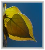 backlit leaves.jpg