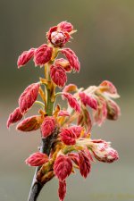 DSC_9149.jpg
