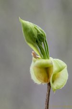 DSC_9156.jpg