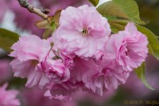 DSC_9144.jpg