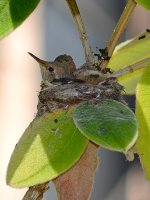 HummerBabies2.jpg