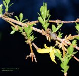 133 Forsythia-140513_01.jpg