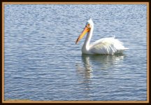 Pelican.jpg