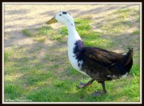 Black and White Duck.jpg