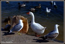 Lots 'O Birds.jpg