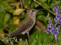Hummer2.jpg