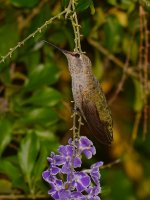 Hummer7.jpg