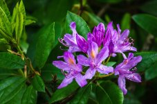 flowers purple groupü.jpg