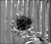 black rose.jpg